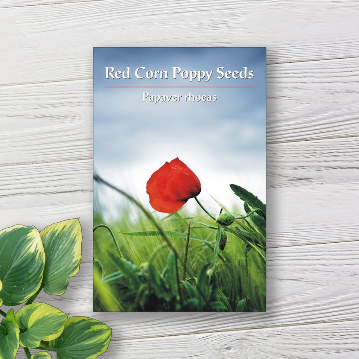 Complete Guide to Seed Packet Labels: Templates, Printables, and Expert Tips